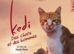 Kedi - Des chats et des hommes 