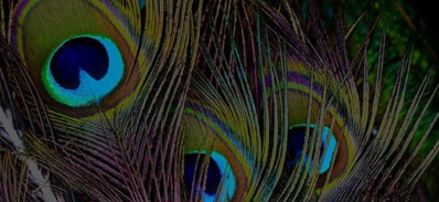 Lancement de la "Fondation Conscience Soufie" Lancement de la "Fondation Conscience Soufie"