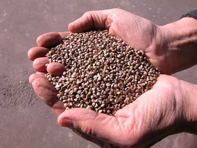 La zakât : pour une spiritualité sociale La zakât : pour une spiritualité sociale