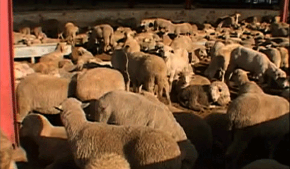 10 gifs pour comprendre le pèlerinage à La Mecque, où deux millions de musulmans vont se rassembler 10 gifs pour comprendre le pèlerinage à La Mecque, où deux millions de musulmans vont se rassembler