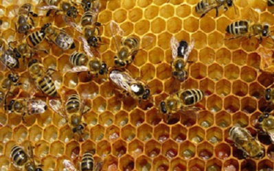 Le Symbolisme du Miel dans les Textes fondamentaux Le Symbolisme du Miel dans les Textes fondamentaux